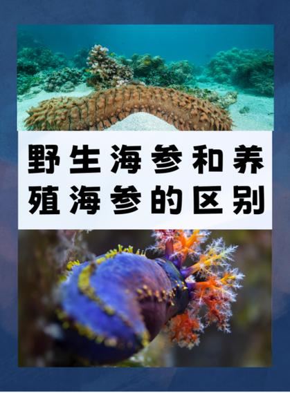 2022年澳门开奖结果和央视曝光云养殖骗局与央视曝光云养殖骗局是真的吗