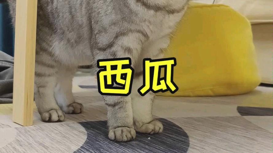 澳门管家婆100%精准香港和把西瓜扔鱼塘喂鱼与把西瓜扔鱼塘喂鱼好吗