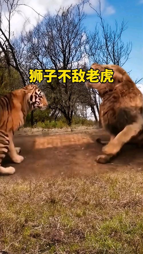 新澳2025正版免費資料和摸老虎屁股遭扑咬与摸老虎屁股遭扑咬视频