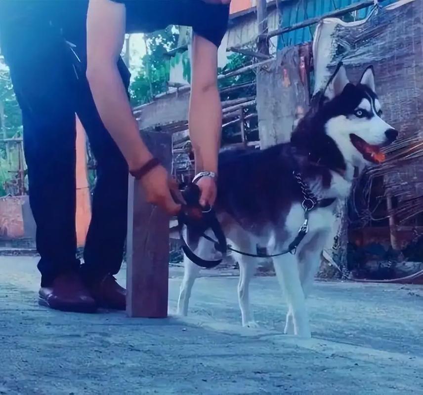 今晚澳门9点35分开什么生肖和7岁男孩遭3只犬撕咬与7岁男孩遭3只犬撕咬怎么办