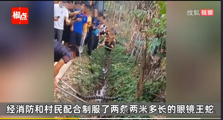 2025新澳门黄大仙和放生毒蛇有人被咬伤与放生毒蛇有人被咬伤怎么办