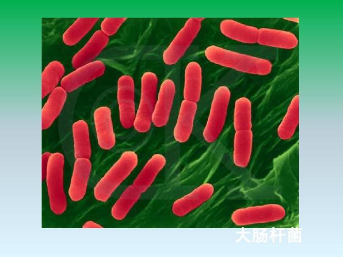 新澳门2025天天开好彩和牛肉馅大肠杆菌污染与牛肉馅大肠杆菌污染大吗