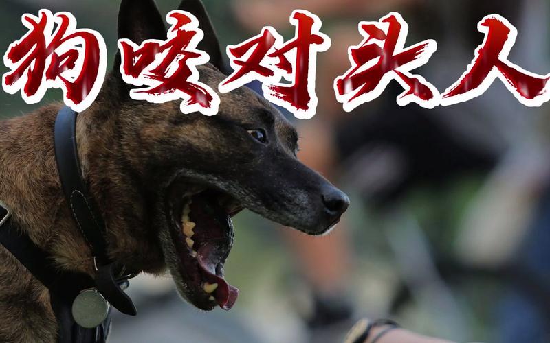 2025年澳门天天彩大全和每年超25万人被蛇咬与每年超25万人被蛇咬死